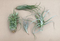 TILLANDSIA, ASSORTED, LARGE