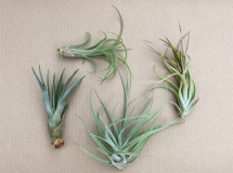TILLANDSIA, ASSORTED, LARGE