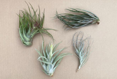 TILLANDSIA, ASSORTED, LARGE