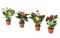 2" ANTHURIUM, ASSORTED