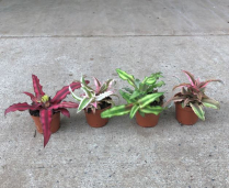 2" CRYPTANTHUS, ASSORTED