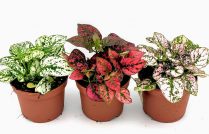 2" POLKADOT, ASSORTED