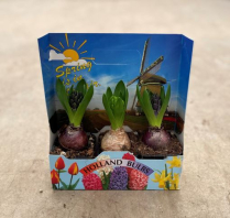 2" BULB, HYACINTH IN DISPLAY, 3 PACK