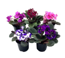 4" AFR. VIOLET, BY VARIETY