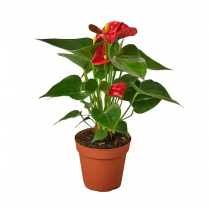 4" ANTHURIUM, ORANGE