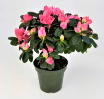 4" AZALEA LARGE, ASSORTED