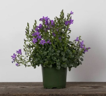 4" CAMPANULA, BLUE