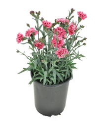 4" CARNATION, ASSORTED