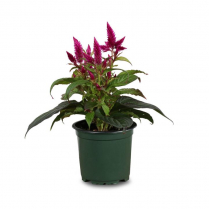 4" CELOSIA VENEZUELA, PINK