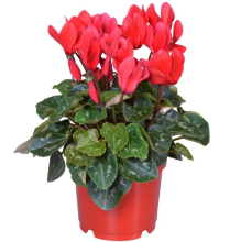 4" CYCLAMEN, RED