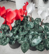 4" CYCLAMEN, LARGE, CHRISTMAS MIX