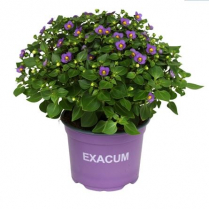 4" EXACUM, PERSIAN VIOLET