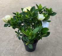 4" GARDENIA, FLOWERING