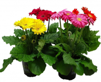 4" GERBERA, ASSORTED