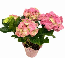4" HYDRANGEA, 3+ BLM, PINK, POTCOVER
