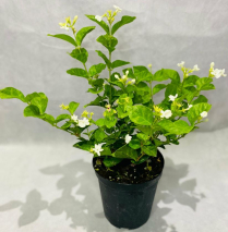 4" JASMINE, SAMBAC