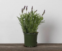 4" LAVENDER, STOECHAS