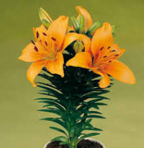 4" HYBRID LILY, ASSORTED