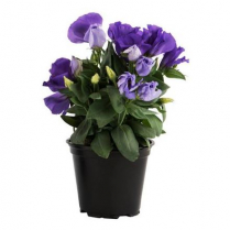 4" LISIANTHUS, ASSORTED