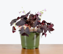4" OXALIS, PURPLE