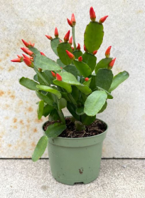 4" RHIPSALIDOPSIS, SPRING CACTUS, MEDIUM