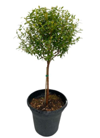 4" MYRTLE, 1 BALL, TOPIARY