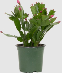 4" ZYGOCACTUS, ASSORTED