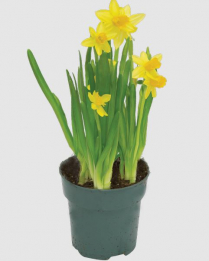 4" BULB, MINI DAFFODIL