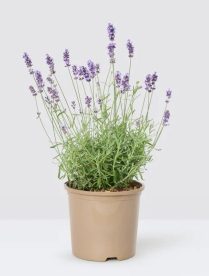 4.5" LAVENDER, ANOUK