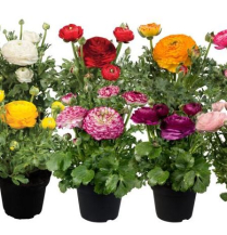 4.5" RANUNCULUS, ASSORTED