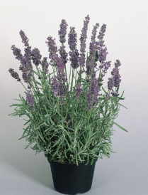 5" LAVENDER, PRIMAVERSA