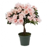 6" AZALEA TREE, ASSORTED
