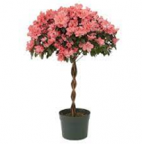 6" AZALEA TREE, ASSORTED