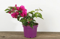 6" BOUGAINVILLEA, PINK