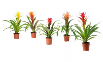 6" BROMELIAD, ASSORTED