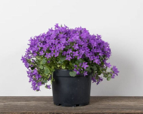 6" CAMPANULA, BLUE