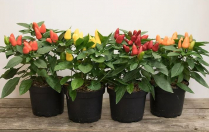 6" ORNAMENTAL PEPPERS, ASSORTED