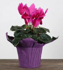 6" CYCLAMEN, ASSORTED