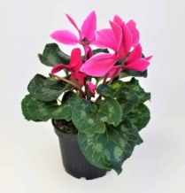 6" CYCLAMEN, PINK