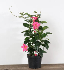 6" DIPLADENIA, ON TRELLIS