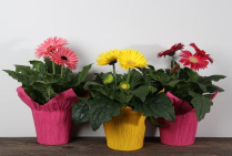 6" GERBERA, ASSORTED