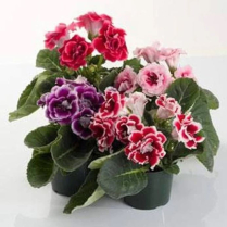 6" GLOXINIA, ASSORTED
