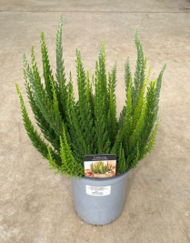 6" HEATHER, CALLUNA, ASSORTED