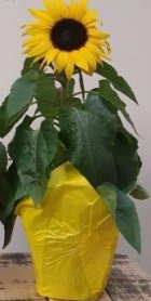 6" SUNFLOWER, ASSORTED