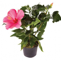 6" HIBISCUS, ASSORTED