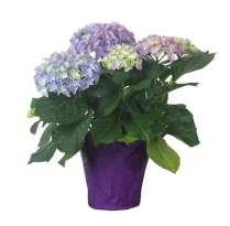 6" HYDRANGEA, 5+ BLM, PC, ASSORTED