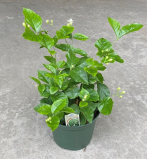 6" JASMINE, SAMBAC