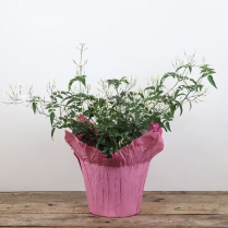 6" JASMINE BUSH, POT COVERED