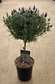 6" LAVENDER, TOPIARY