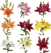 6" HYBRID LILY, ONE COLOUR PER FLAT